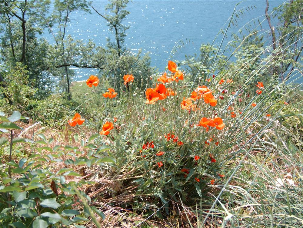 Monte Isola (Brescia, Italy) - Landscape with lake and poppies